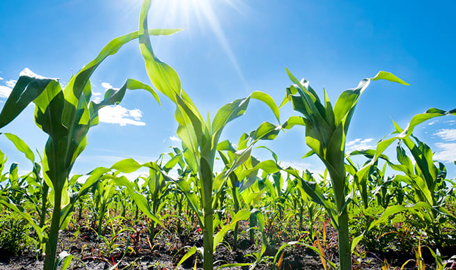 field of corn